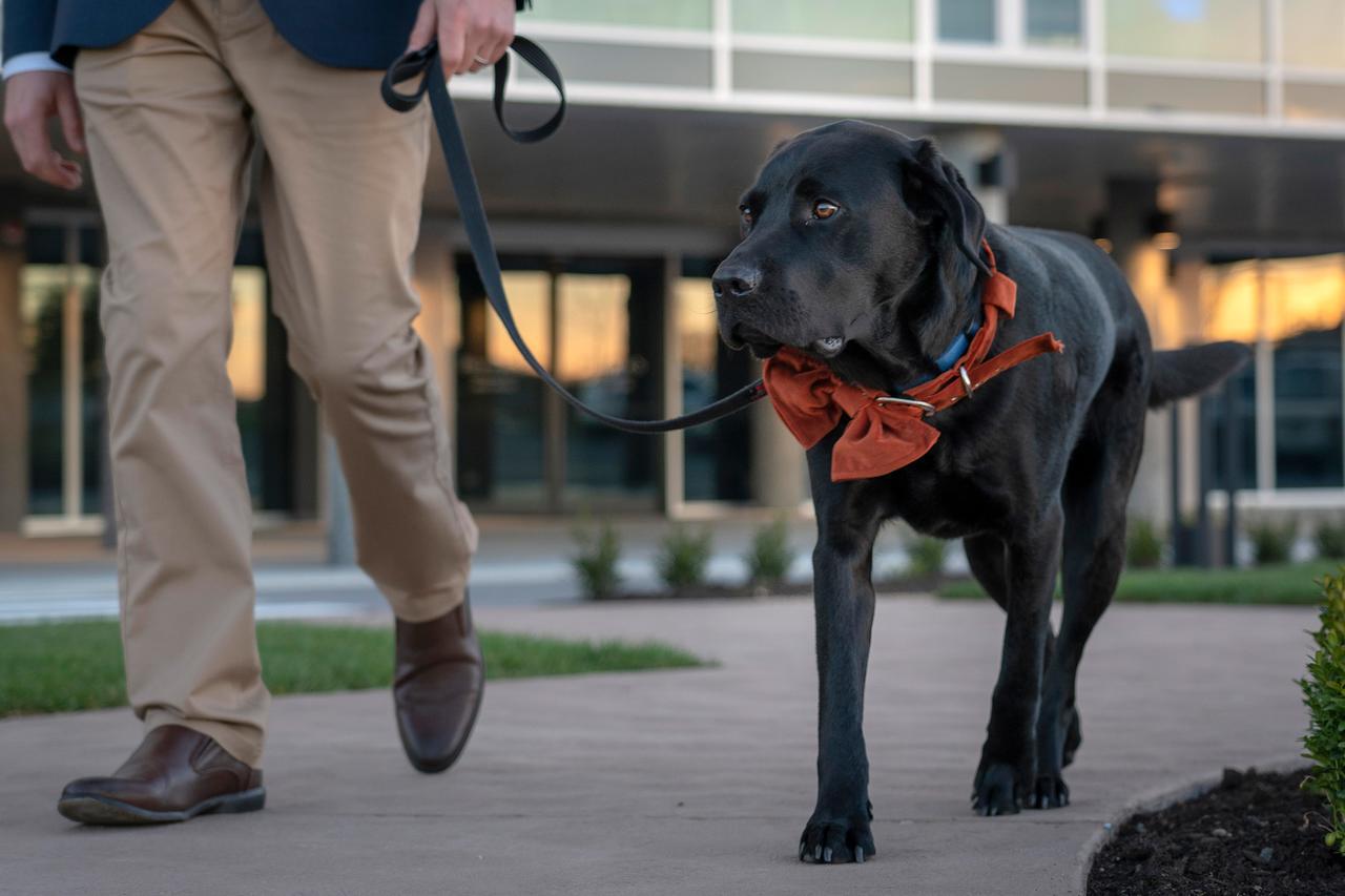 فندق Peppers Silo لونسيستون المظهر الخارجي الصورة A service dog